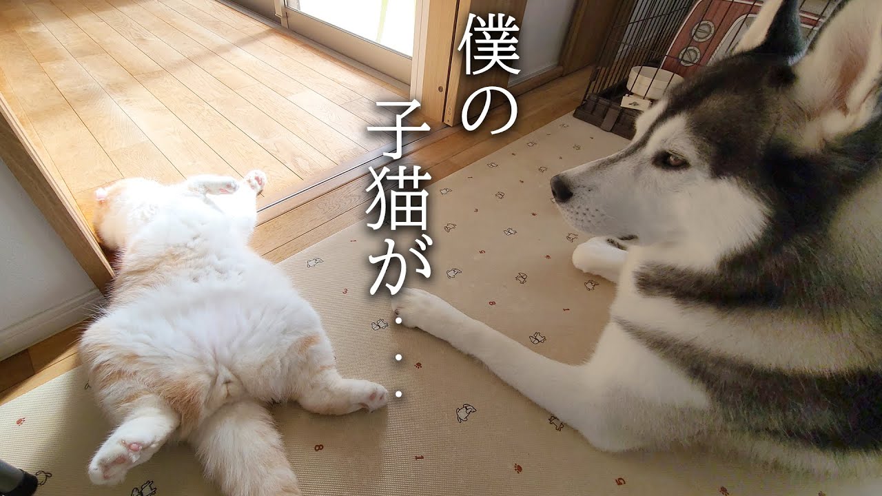 倒れてピクピクする子猫を見たハスキー犬の行動に驚きました...