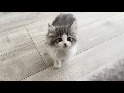 【驚きの成長】子猫お迎えから2ヶ月、毎週成長記録をつけたら(生後2ヶ月〜4ヶ月)【ノルウェージャンフォレストキャット】The record of Kitten's growth every week.
