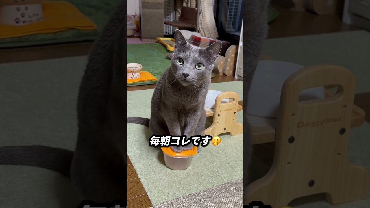 【ロシアンブルー】土曜日..雨の朝です😌めろんは今日も元気です😊【猫】#shorts