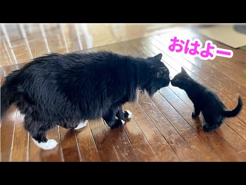 【生後38日】先住猫に挨拶する子猫たち