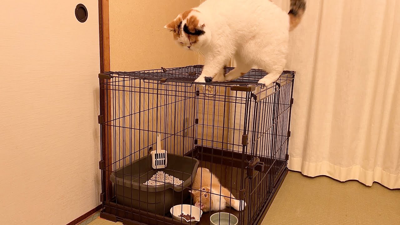 子猫と先住猫が出会ったときの出来事