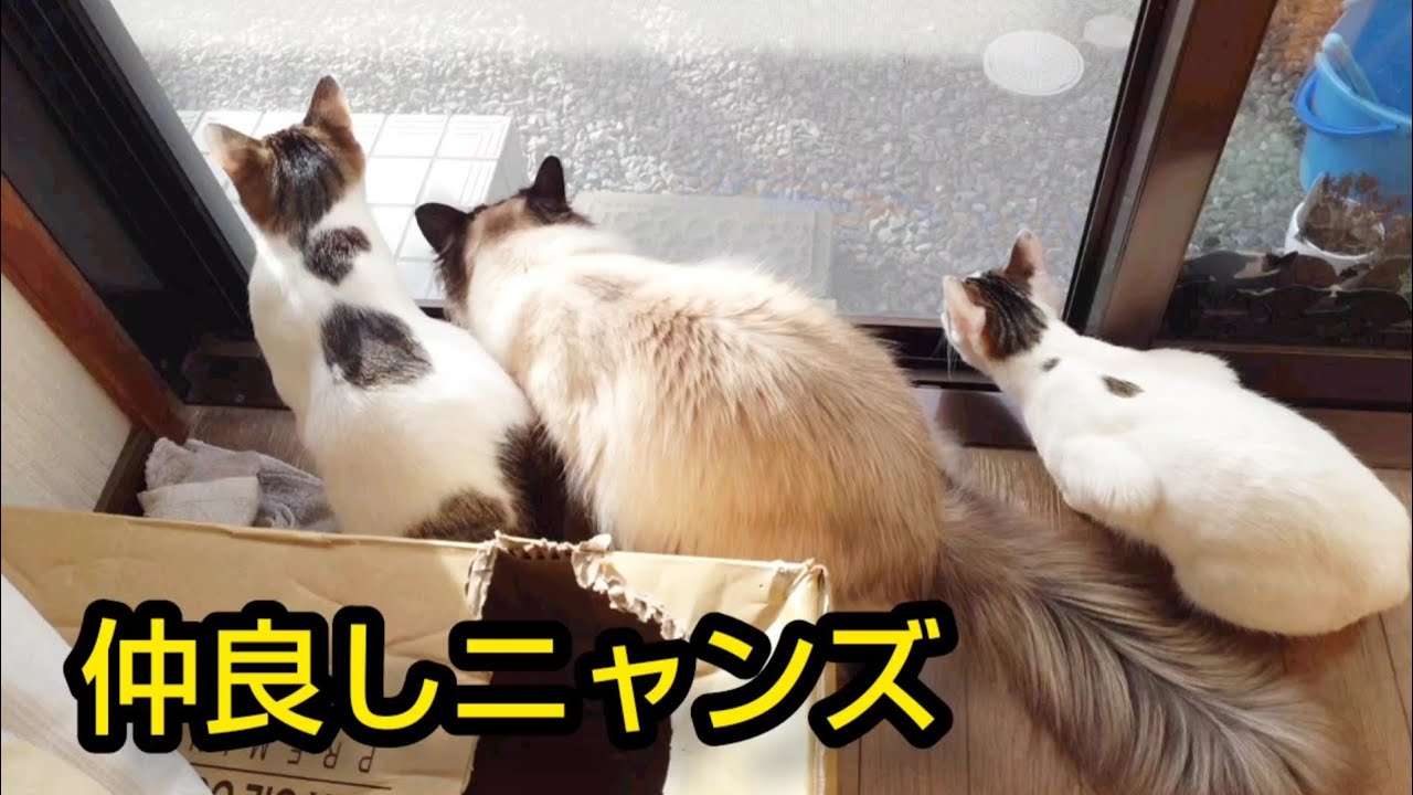 シャムミックス猫のモカちゃんと保護猫ニャンズが給水機で遊ぶ姿が可愛いです。
