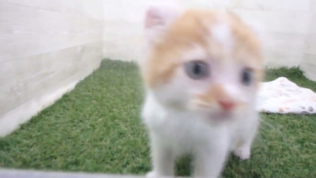 ペットショップcoo&riku No.00628371 アメリカンカール