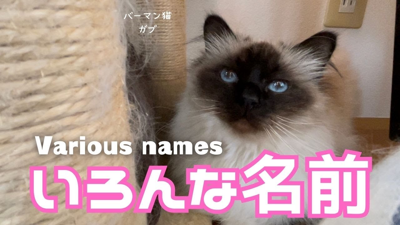 バーマン猫ガブ【いろんな名前】Various names（バーマン猫）Birman/Cat