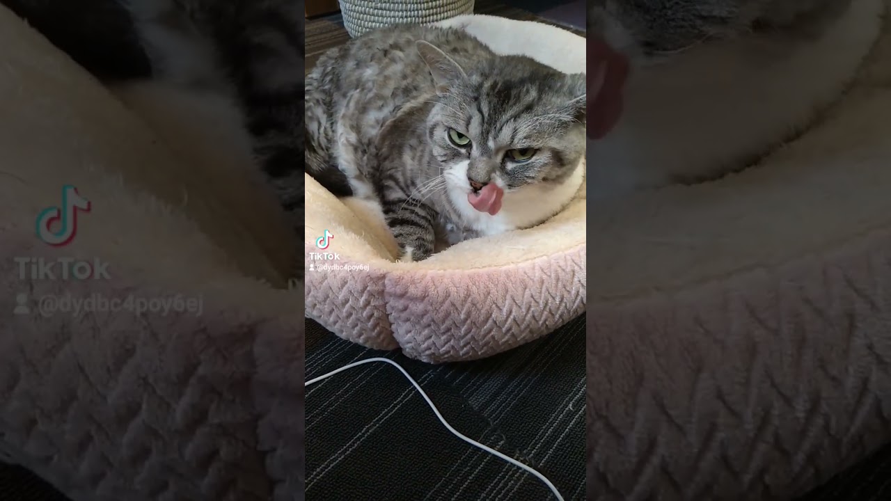 盗撮に成功？！#Shorts＃マンチカン＃ねこ