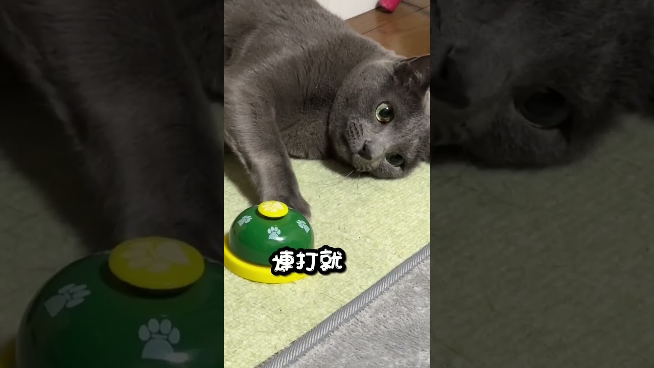 【ロシアンブルー】めろん久しぶりにベル🛎鳴らします🫢【猫】#shorts