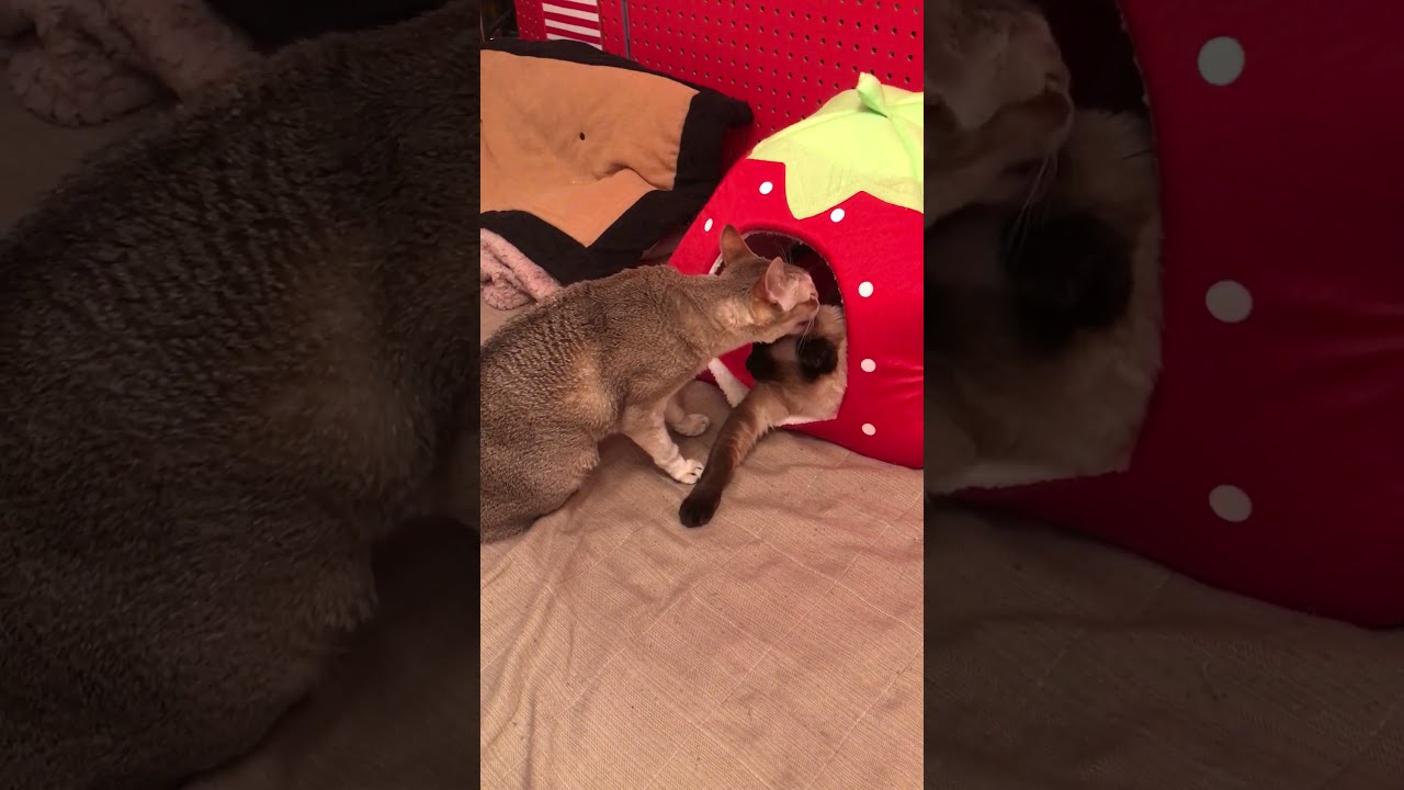いちごベッドでくつろぐたぬき猫をペロペロするシンガプーラなのにゃ♪