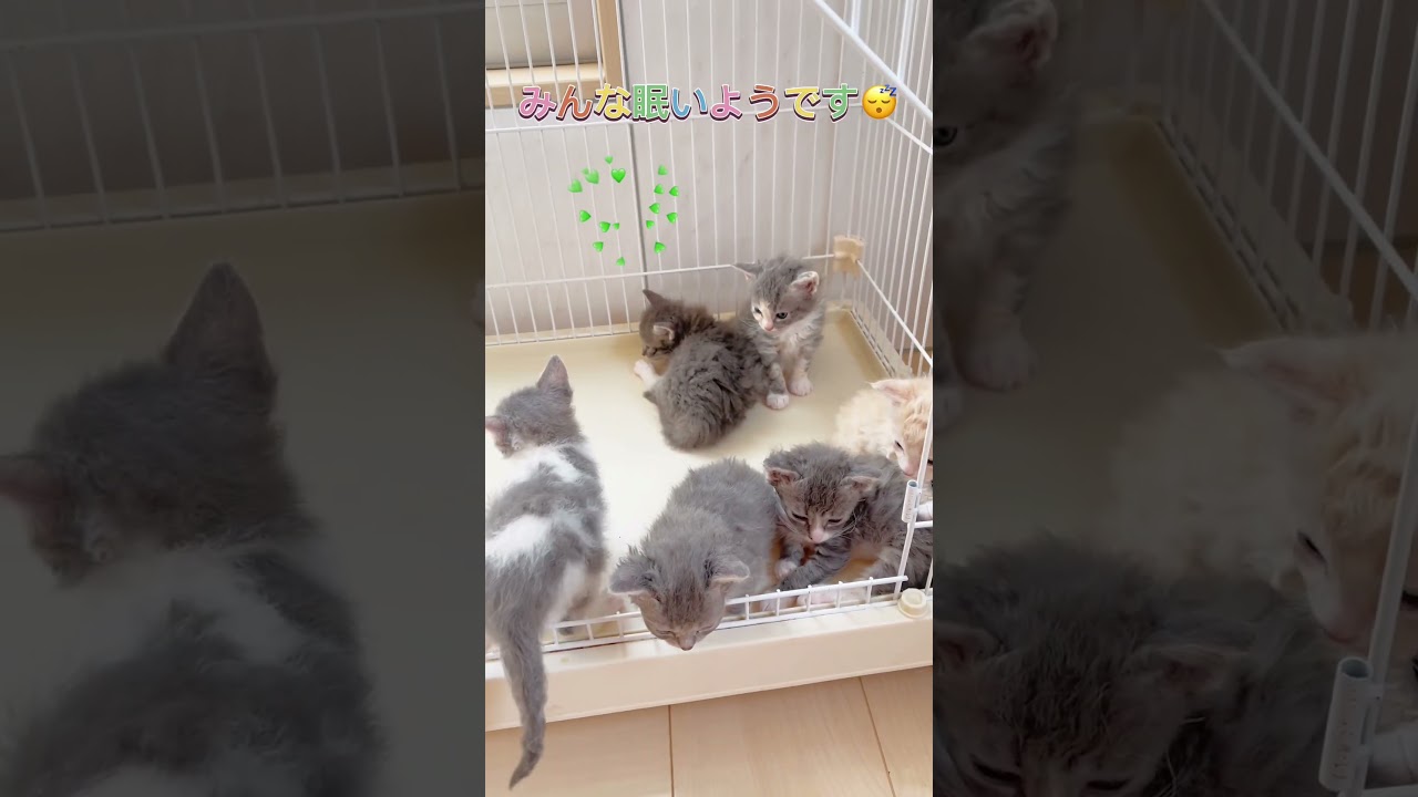 巻き毛の子猫ちゃん集合🐈🐾♥️ 【お問合せ詳細は説明欄に記載あります】 #ブリーダー直販 #ラパーマ #猫 #猫のいる暮らし #子猫 #マンチカン #ラパーマ #スクーカム