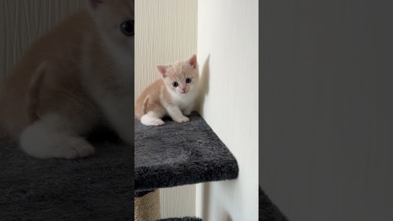 スコティッシュフォールド 大人さしい子です。