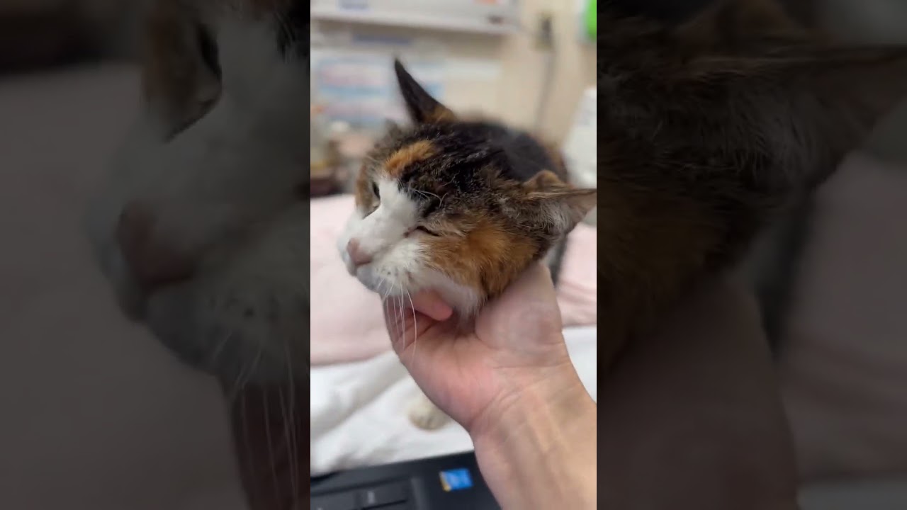 パソコン仕事中の先生に構ってほしい猫のナナさんが可愛すぎた【27歳猫のナナさん】