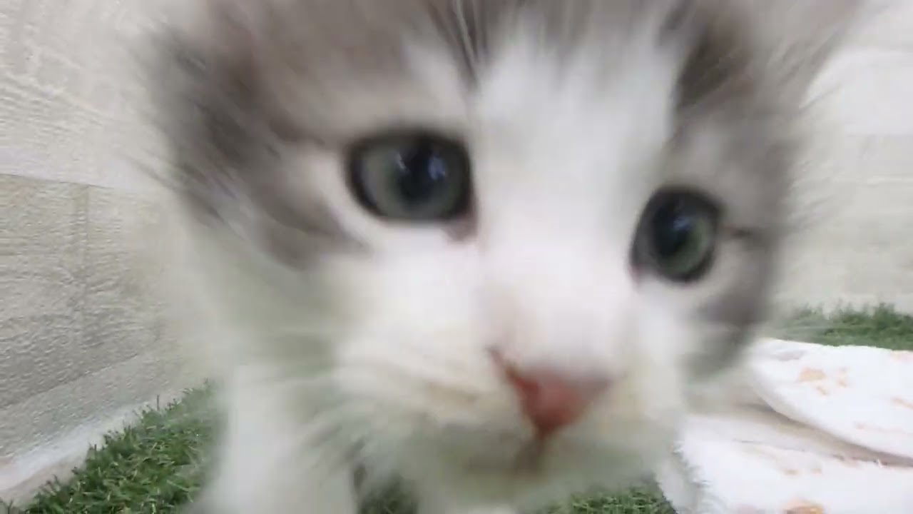 Coo&RIKU　No00629352 ノルウェージャン・フォレストキャット