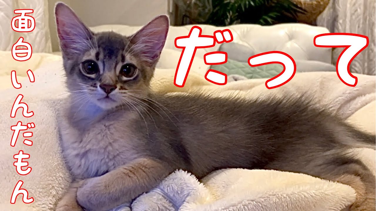 【癒し閲覧注意】やっぱり箱が好きなんだ❣️【ソマリ】