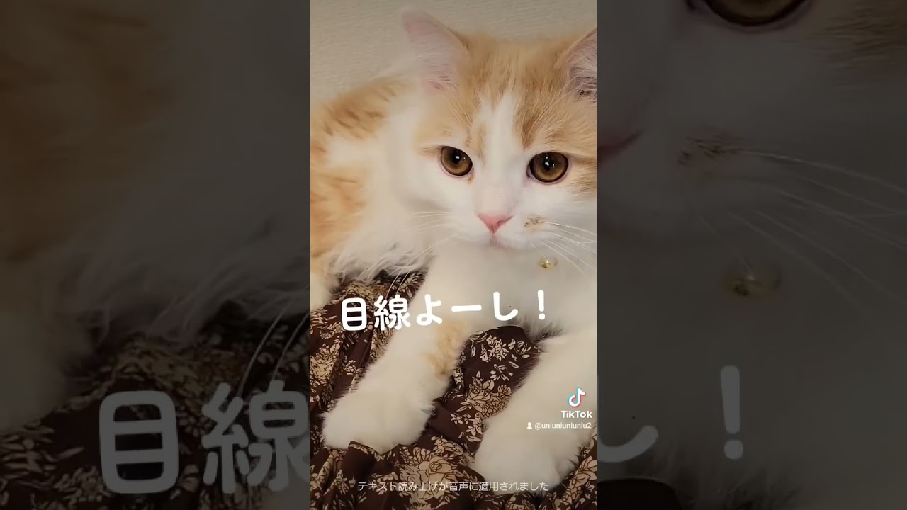 服選びは任せるにゃ！ #ラガマフィン #猫動画 #cat #子猫 #shorts