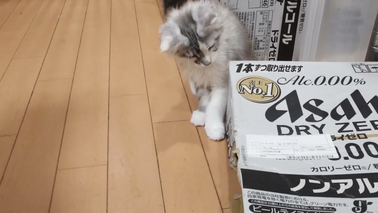 頭を出しているメインクーン子猫エルサちゃん