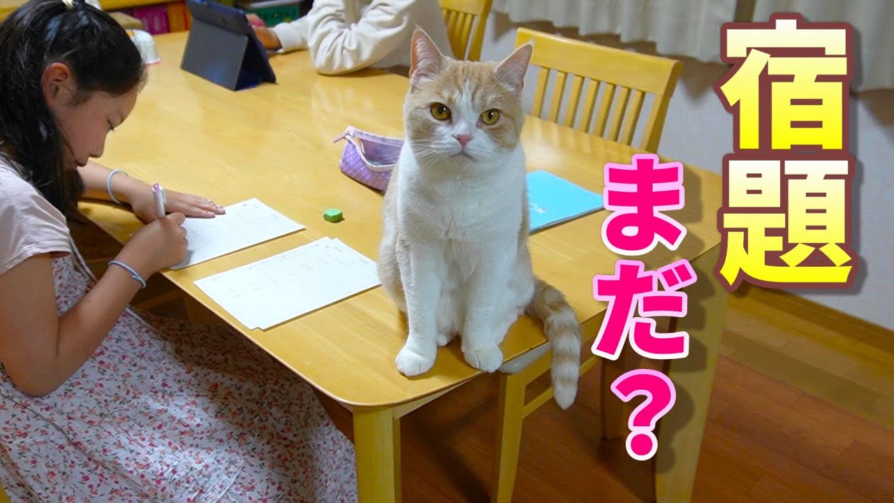 次女の宿題が終わるのを猫はこうやって待ちます【スコティッシュフォールド】【アビシニアン】