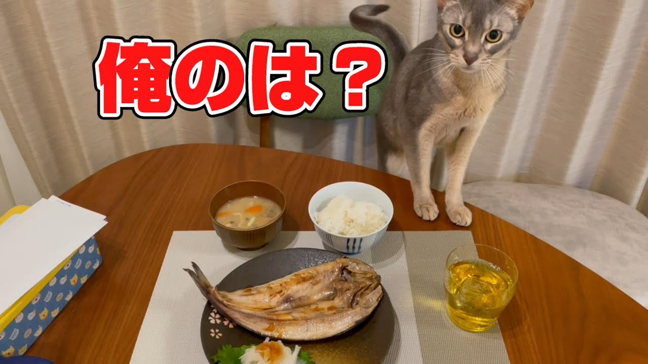 ホッケが好きな猫の過ごし方♡