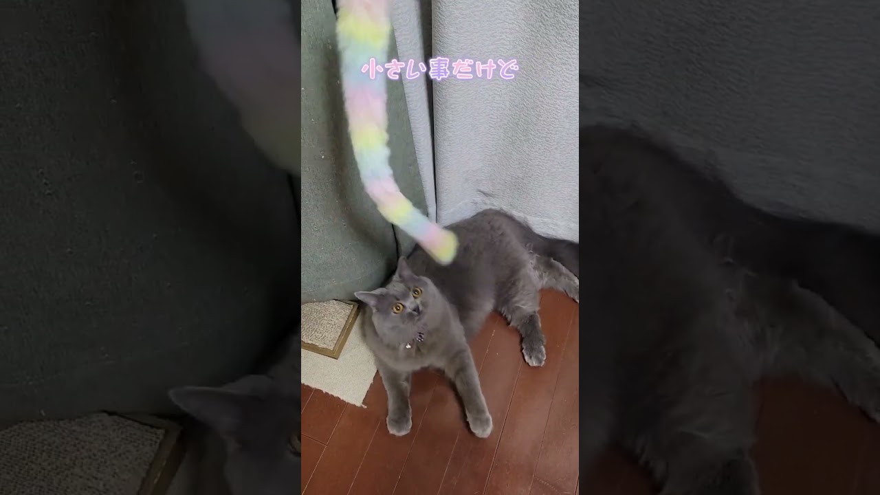 小さな成長【サイベリアン・キキのKIKICHANNEL】#shorts #サイベリアン #猫
