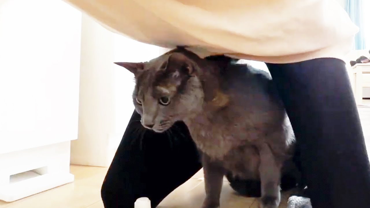 朝のお薬タイムで嫌がるロシアンブルーおう様 #猫