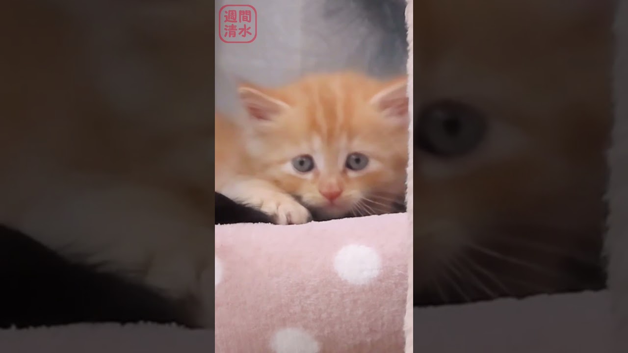 強引に黒猫の上に乗る茶トラの子猫。#shorts Cute kittens. 保護猫 可愛い 長毛猫