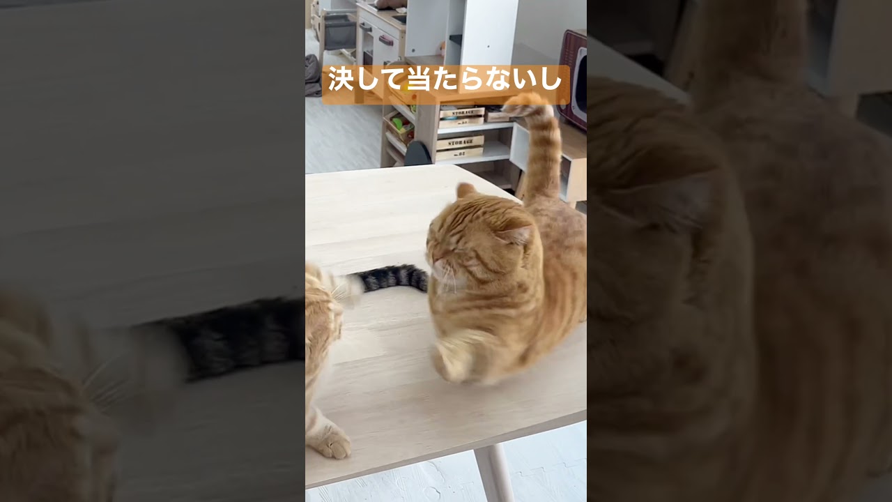 マンチカン同士のパンチは決して当たらない〜最終章〜 #shorts