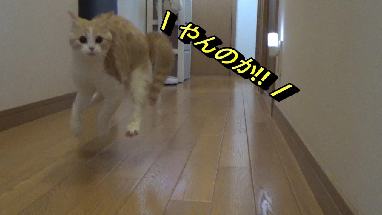 『やんのかポーズ!!』で遊ぶ子猫が可愛すぎ【スコティッシュフォールド】