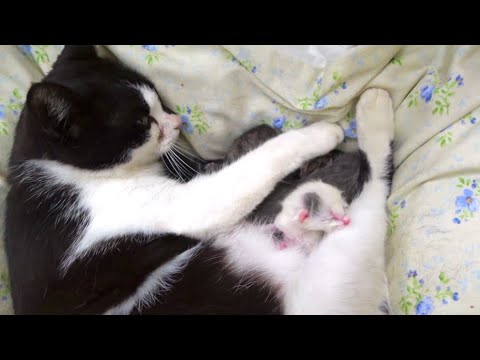 子猫が産まれました。