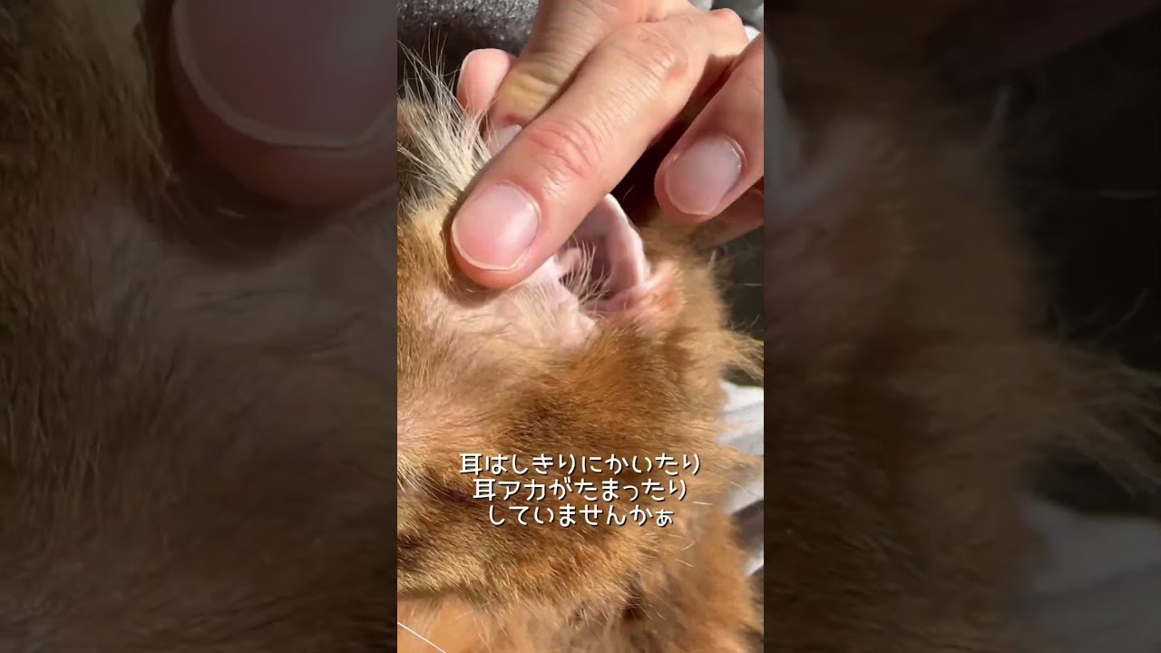 猫の体調の変化を見逃さない為に