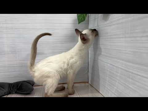 Coo&RIKU　No619761　トンキニーズ