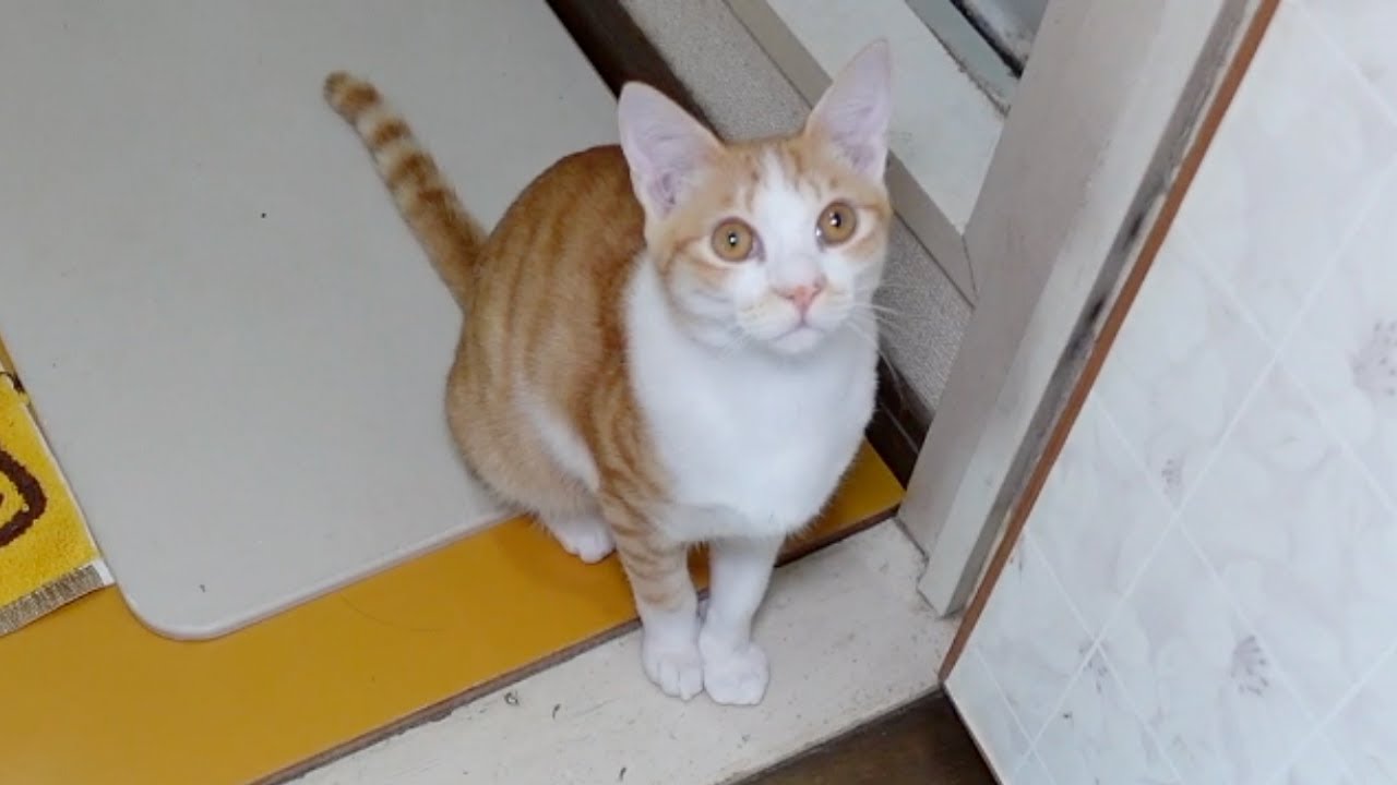 ひとりが寂しくて朝からストーカーしてくる子猫…笑