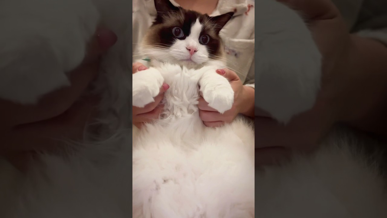 【 Baby you - 有華 】猫ちゃんが踊ってみた ［ラグドール］ #cat #踊ってみた #shorts