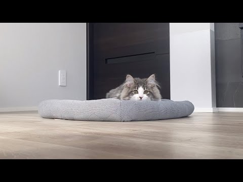 暑くなってきたので猫用ひんやり冷却クッションマットを買ってみました【ノルウェージャンフォレストキャット】