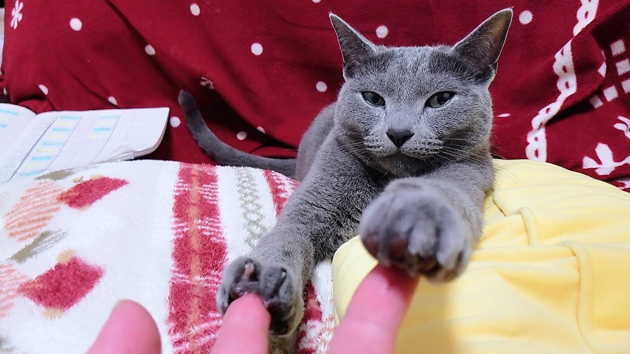 【猫動画】嫁にされるがままのロシアンブルー【russianbule】Russian blue as she is married