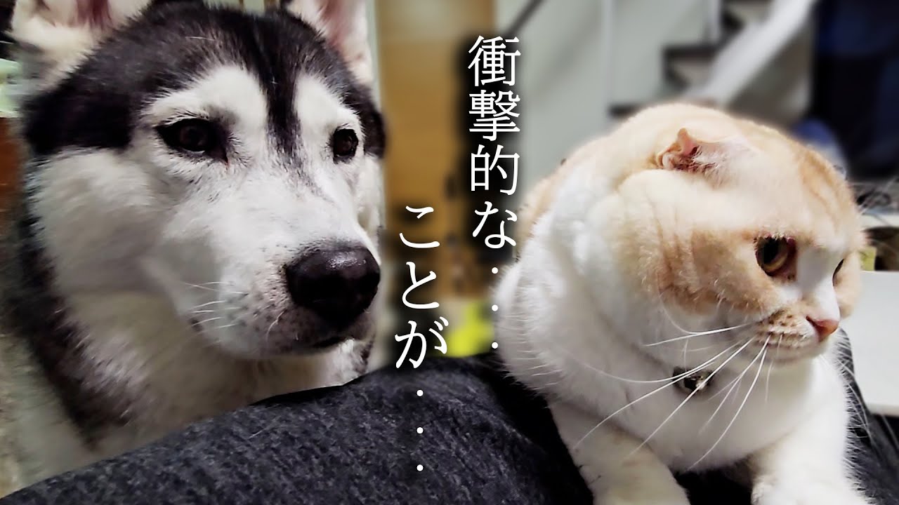 子猫とハスキー犬があるものを見て衝撃を受けました...