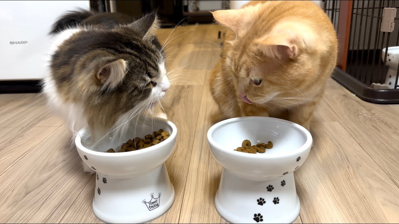 一緒に並んでご飯を食べている猫の姿が可愛すぎた