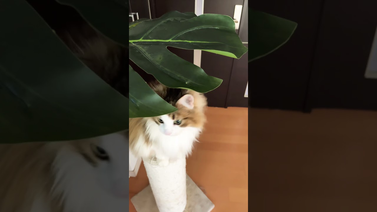 ふさちゃんの不思議顔#cat #ノルウェージャンフォレストキャット #cats #猫 #かわいい #猫動画 #shortsvideo #猫との暮らし #大型猫 #かわいい猫 #shorts