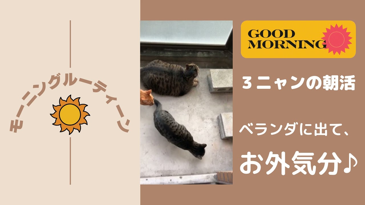 【日本猫の3ニャン】鳥の鳴き声とラジオ体操を聞いて朝活しております☆