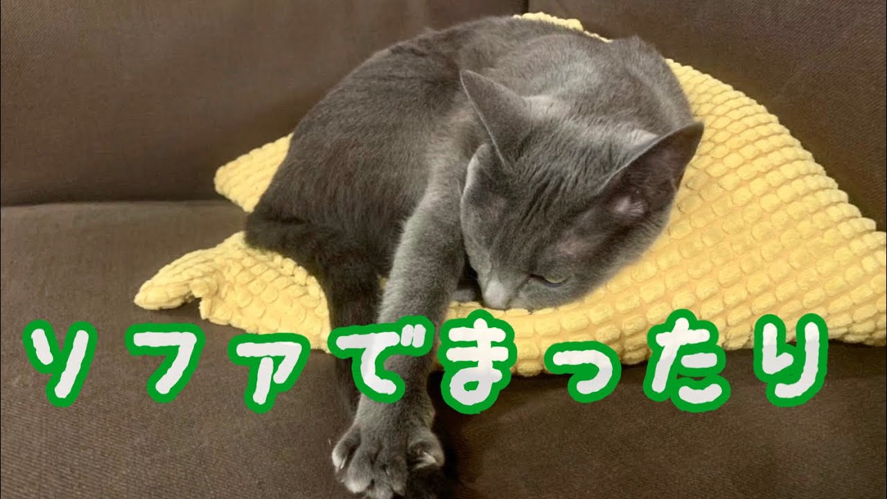 【猫】ソファでうとうとする猫が可愛すぎる 〜A cat relaxing on the sofa〜