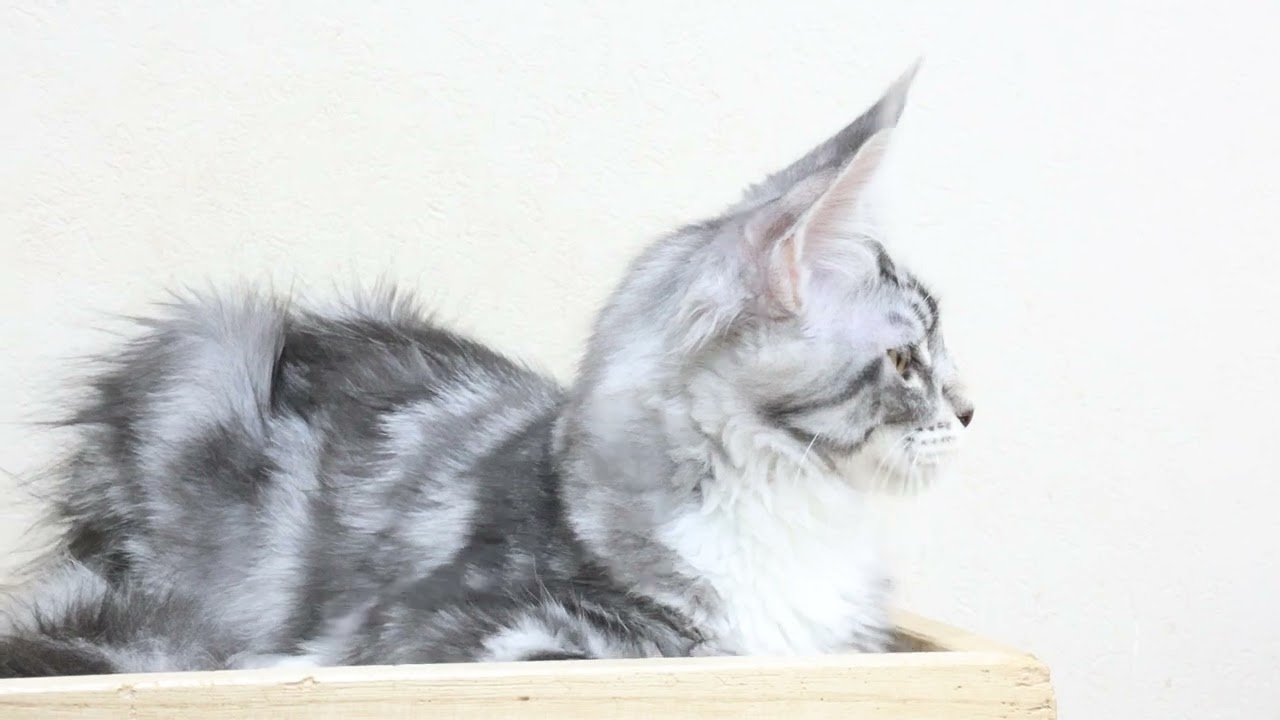 メインクーン子猫のノエル君3kgになりました