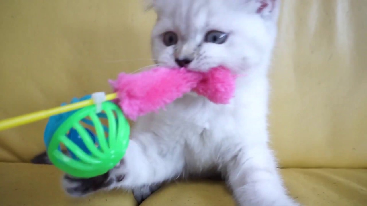 セルカークレックス子猫　2019.2.4産まれ　シールトーティシェルポイント　女の子　シーダキャット猫のお店