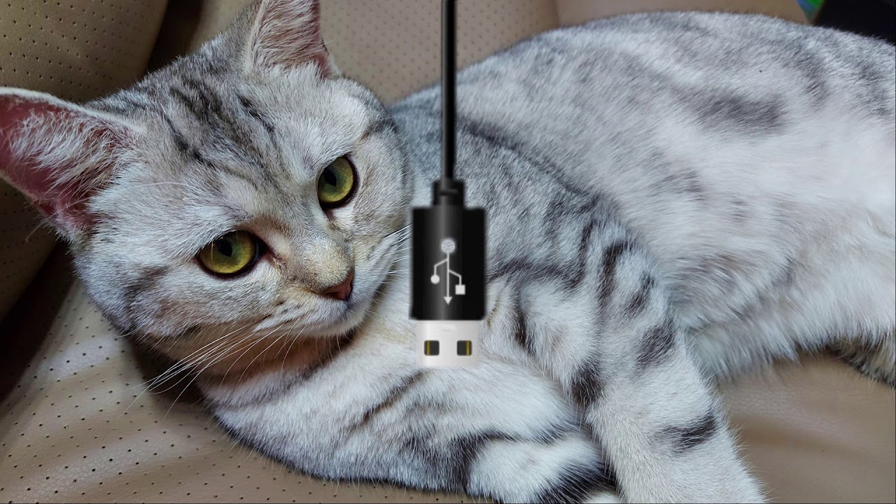cat vs usb wire