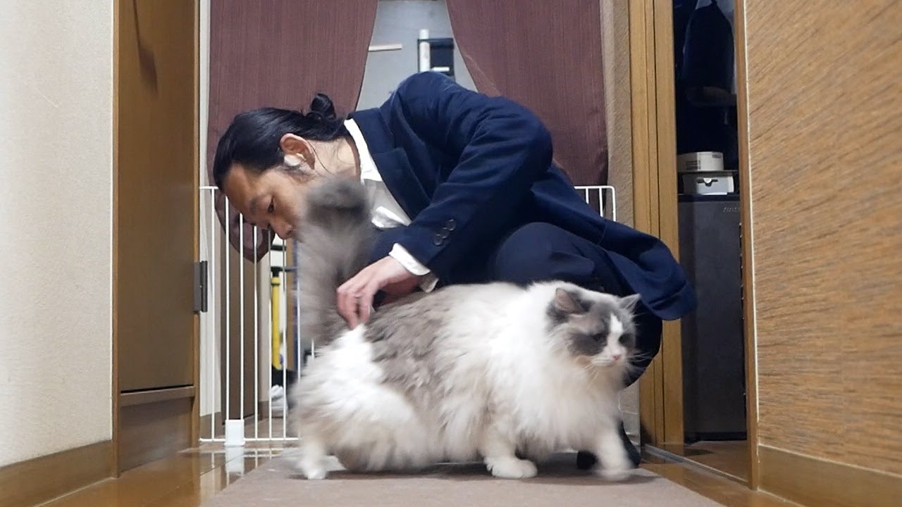 恥ずかしくてお尻を見られたくないラグドールのんちゃん。