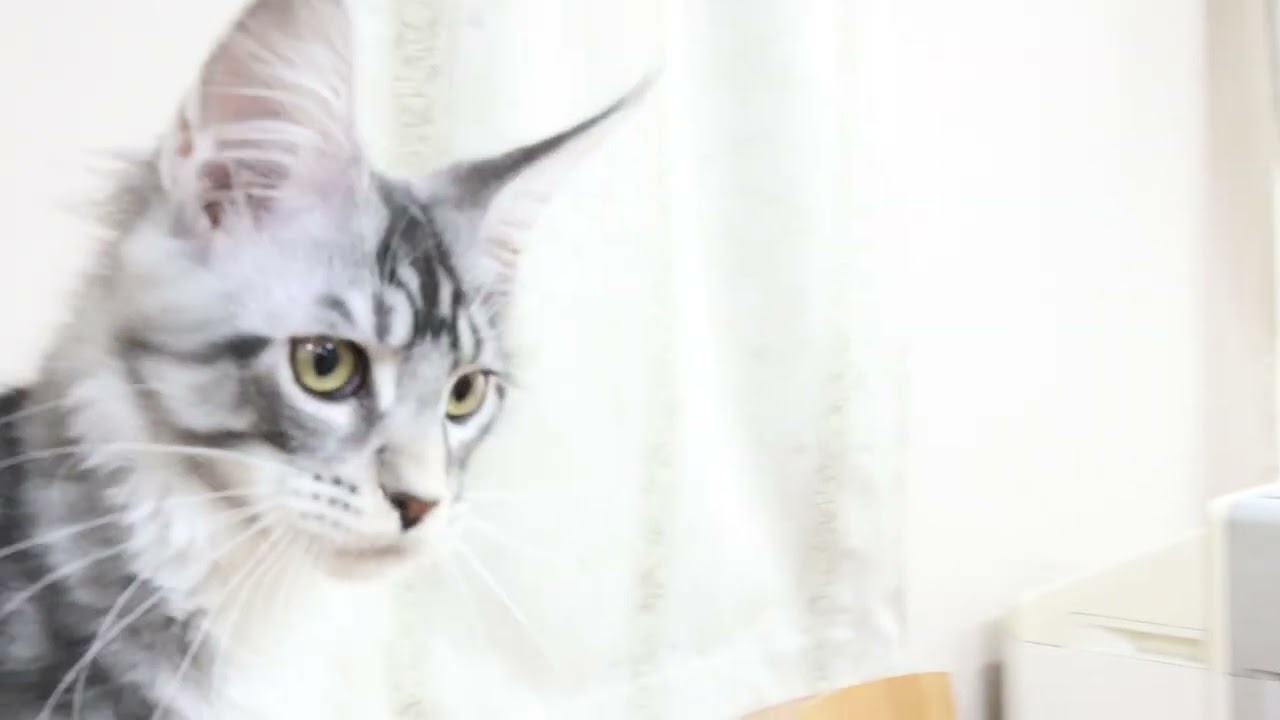 メインクーン子猫のノエル君3kgになりました