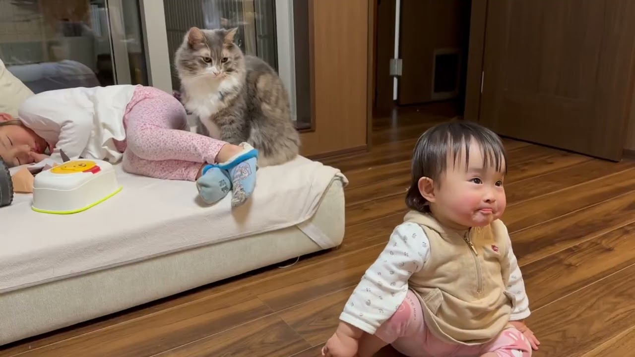 子供に寄り添う猫　ノルウェージャンフォレストキャットA cat snuggling up to a child. Norwegian Forest Cat.