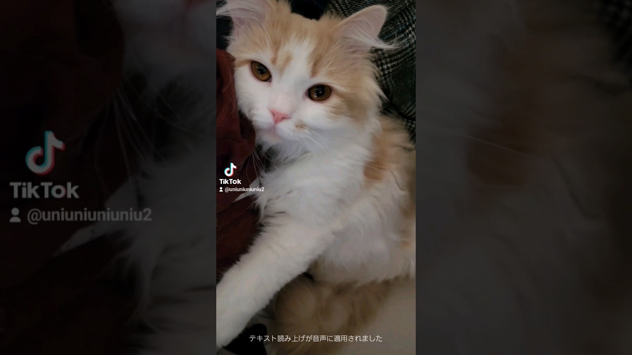 【子猫】寝起きの子猫が可愛すぎた #ラガマフィン #猫動画 #cat #子猫