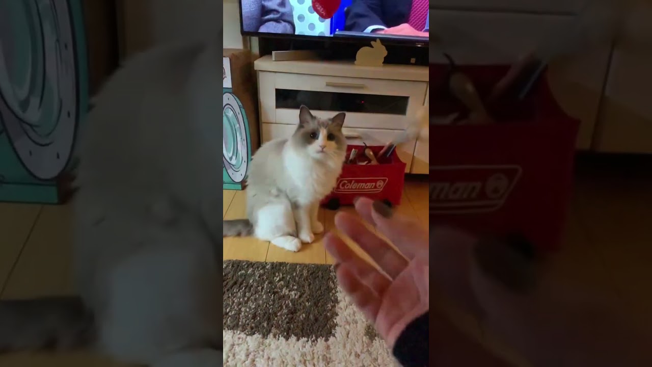 えっ？まさかの？ ラグドール衝撃映像！ 可愛すぎる動画 マヌケ猫 猫癒し動画 猫動画 ぬいぐるみ猫 笑える動画 もふもふ ragdoll @minamin.ch.2022