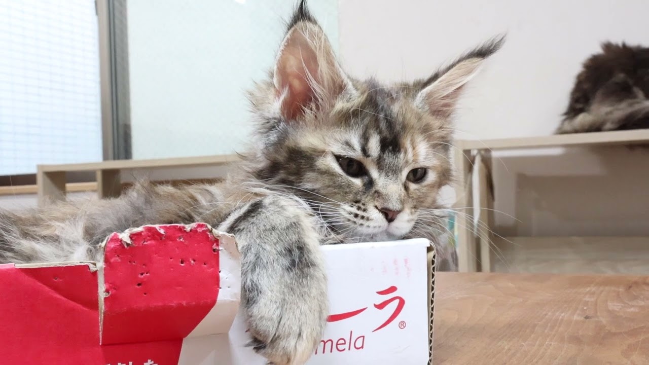 トマトの箱がお気に入りメインクーン子猫のイドゥナちゃん