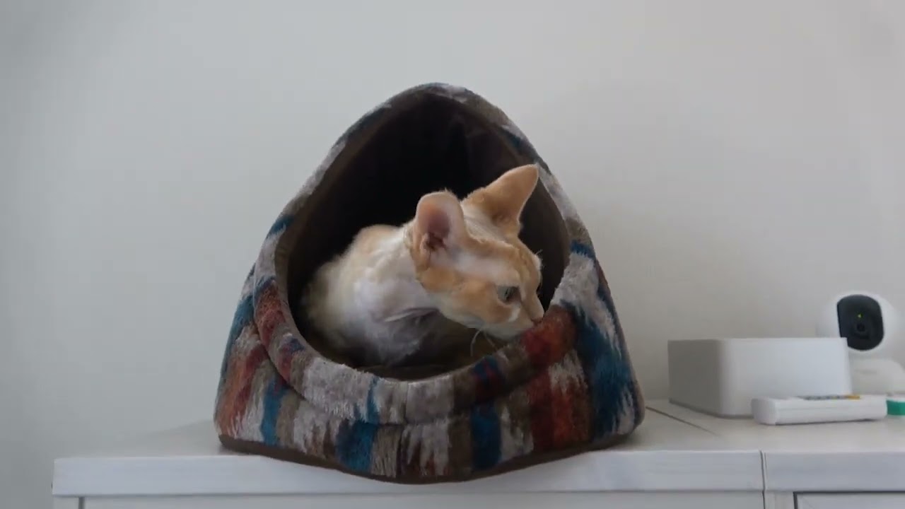 新しいお家を気に入ってくれたデボンレックス猫です(Devon Rex cat likes the new cat house)