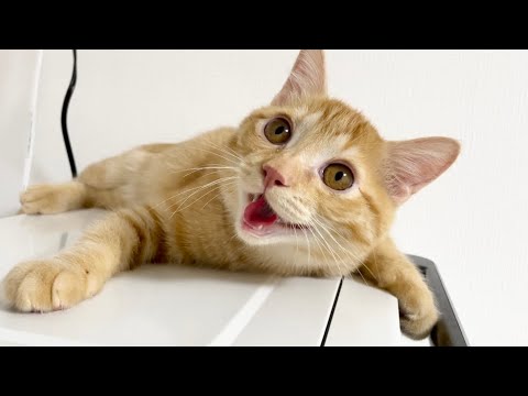興奮しすぎて犬みたいになる子猫