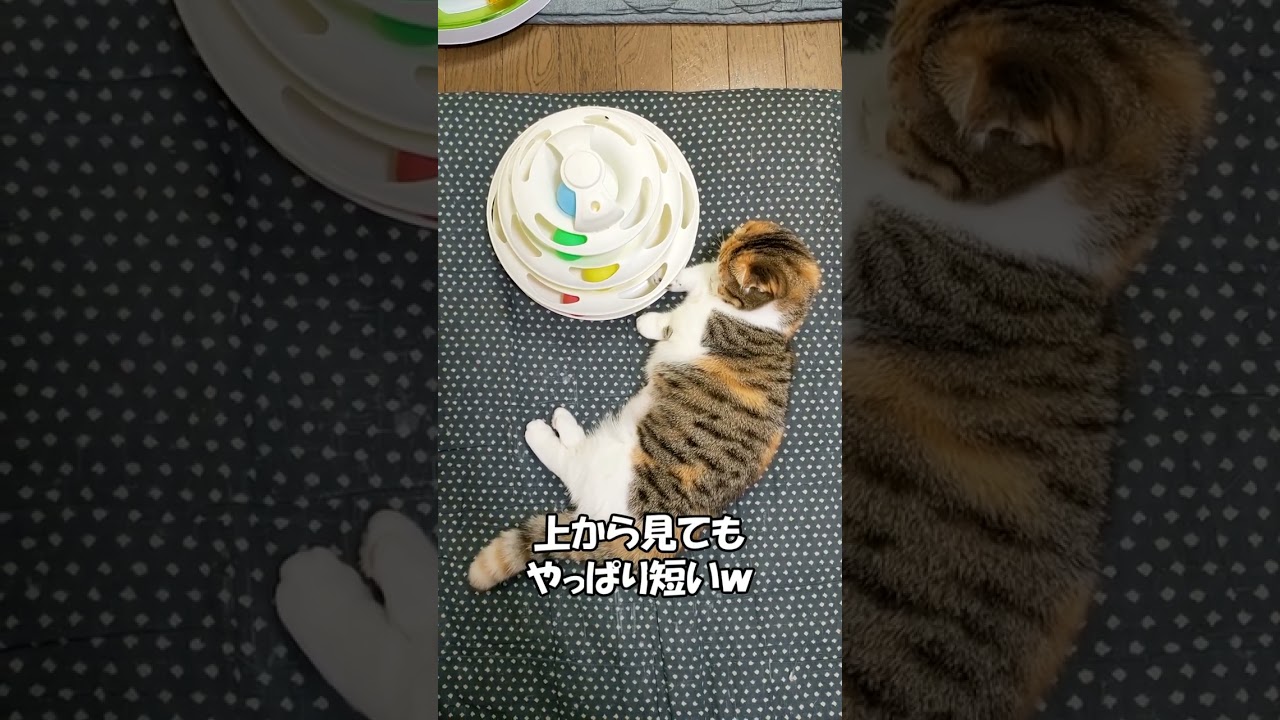 短いお手々で遊ぶマンチカン「むぎ」　 ねこずちゃんねるshorts154 #ねこ #猫 #cat #仔猫 #短足 #shorts