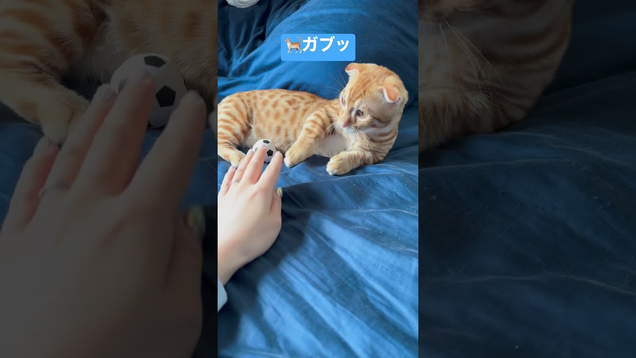 コモとのコミュニケーション⚽️ #キンカロー #猫 #cat #子猫 #猫のいる暮らし #catlover #고양이 #catvideos #catlovers #catvideo